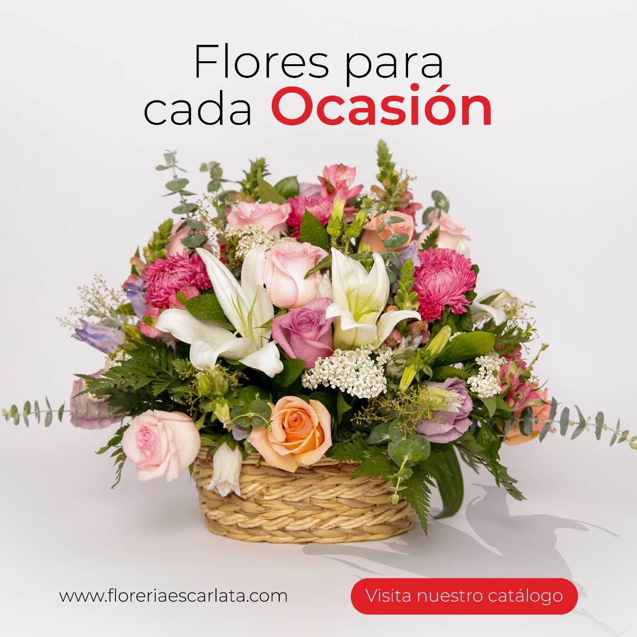 Texto de Odoo y bloque de imagen