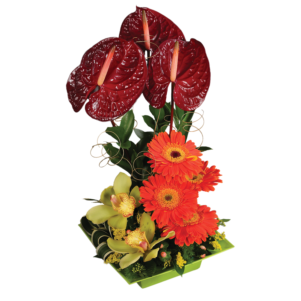 DESLUMBRANTE