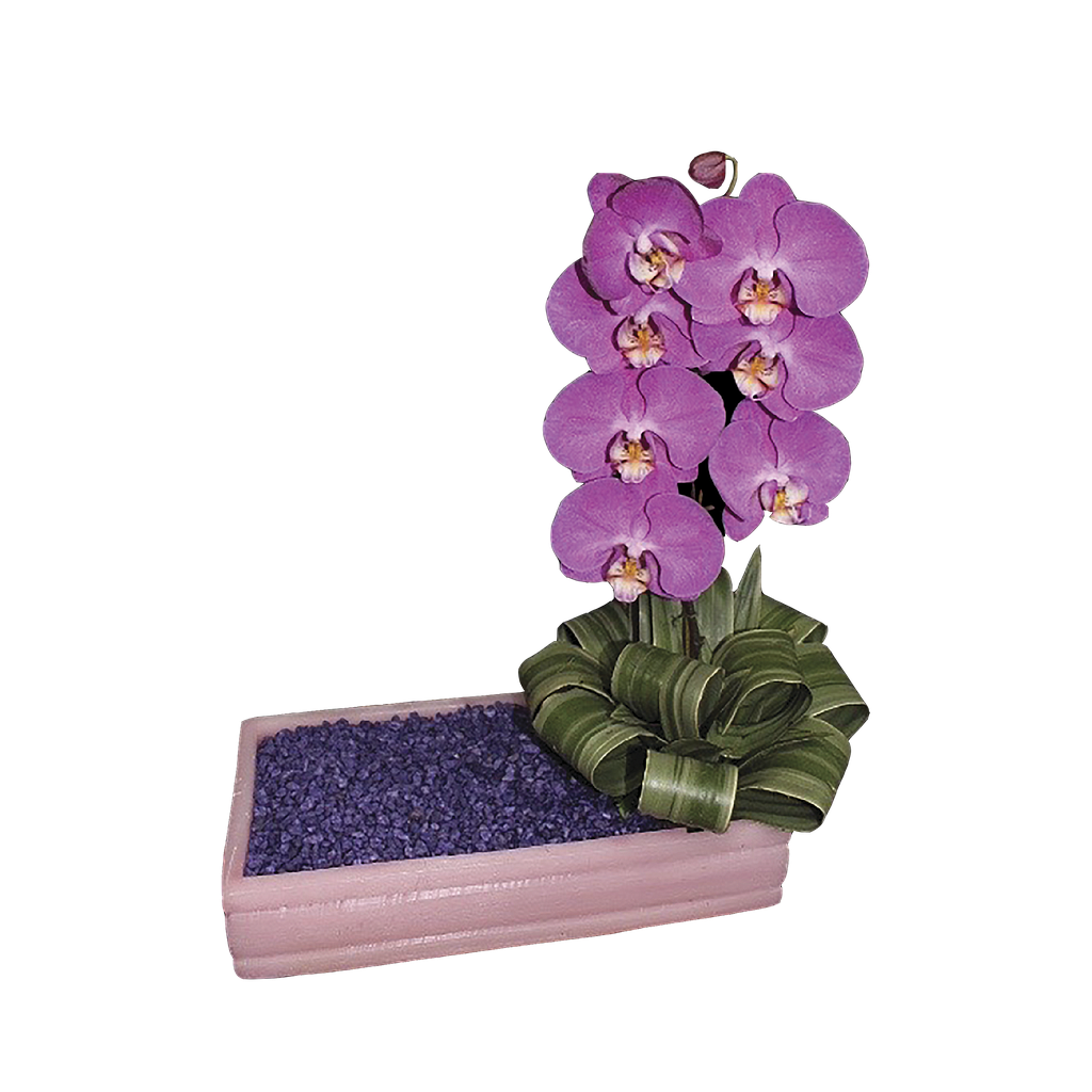 MANANTIAL DE ORQUIDEAS